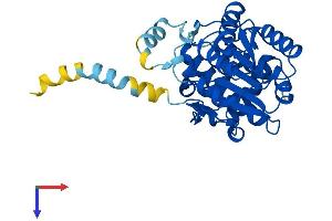 RDH11 Protein (AA 1-318) (His tag)
