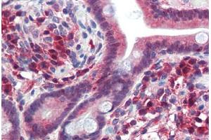 Human Small Intestine (formalin-fixed, paraffin-embedded) stained with TRIM35 antibody ABIN462195 followed by biotinylated goat anti-rabbit IgG secondary antibody ABIN481713, alkaline phosphatase-streptavidin and chromogen. (TRIM35 Antikörper  (AA 359-408))