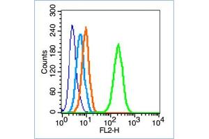 HepG2 cells werefixed with 70% ice-cold methanol overnight at 4℃, permeabilized with 90% ice-cold methanol for 20 min at -20℃, and incubated in 5% BSA blocking buffer for 30 min at room temperature. (FAK Antikörper  (pTyr861))