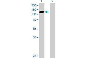 Western Blot analysis of ABR expression in transfected 293T cell line by ABR MaxPab polyclonal antibody. (ABR Antikörper  (AA 1-859))