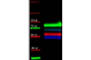 primary and DyLight conjugated secondary antibodies were used to detect: Human transferrin (1° 109-4134, green 2° 611-743-127); Alpha 1 anti trypsin (1° 100-101-147, red 2° 605-742-125); and Human IgG (1° 109-3102, Blue 2° 610-741-124) in a multiplex fluorescent western blot of human serum. (Maus anti-Human IgG (Heavy & Light Chain) Antikörper (FITC))