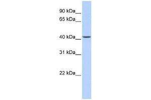 JMJD5 antibody used at 2. (JMJD5 Antikörper  (N-Term))