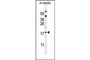 Western blot analysis of ORMDL3 Antibody (Center) in mouse testis tissue lysates (35ug/lane). (ORMDL3 Antikörper  (Middle Region))
