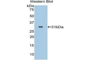 Western Blotting (WB) image for anti-Prolylcarboxypeptidase (PRCP) (AA 113-350) antibody (ABIN1860298)