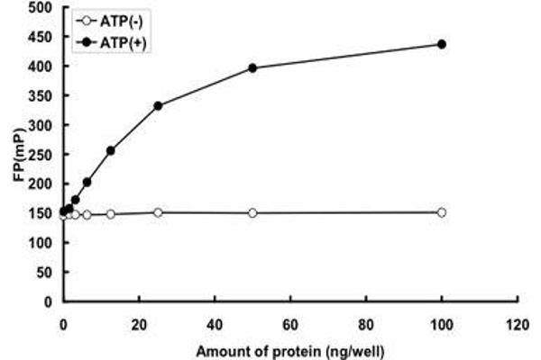 PLK2 Protein (AA 1-685) (GST tag)