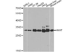 Western blot analysis of extracts of various cell lines, using HNMT antibody (ABIN5971352) at 1/1000 dilution. (HNMT Antikörper)