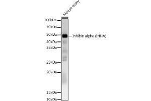 Western blot analysis of extracts of Mouse ovary, using Inhibin alpha (INHA) Rabbit pAb antibody (ABIN6128093, ABIN6142457, ABIN6142458 and ABIN6218833) at 1:1000 dilution. (Inhibin alpha Antikörper  (AA 19-366))
