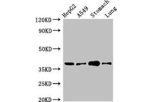 Western Blot Positive WB detected in: HepG2 whole cell lysate, A549 whole cell lysate, Mouse stomach tissue, Mouse lung tissue All lanes: PARD6A antibody at 2. (PARD6A Antikörper  (AA 248-344))