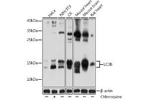 Western blot analysis of extracts of various cell lines, using LC3B antibody (ABIN6129924 and ABIN6143474) at 1:1000 dilution. (LC3B Antikörper)