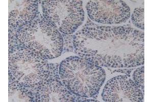 IHC-P analysis of Mouse Testis Tissue, with DAB staining. (PDHX Antikörper  (AA 222-471))