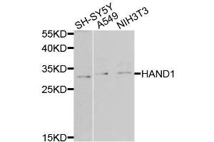 Western blot analysis of extracts of various cell lines, using HAND1 antibody (ABIN6003587) at 1/1000 dilution. (HAND1 Antikörper)