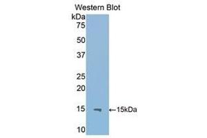 Western Blotting (WB) image for anti-Interleukin 13 Receptor, alpha 2 (IL13RA2) (AA 228-338) antibody (ABIN1859341) (IL13RA2 Antikörper  (AA 228-338))