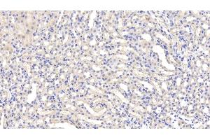 Detection of LEP in Mouse Kidney Tissue using Polyclonal Antibody to Leptin (LEP) (Leptin Antikörper  (AA 22-167))