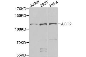 Western blot analysis of extracts of various cell lines, using AGO2 antibody (ABIN5974124) at 1/1000 dilution. (AGO2 Antikörper)