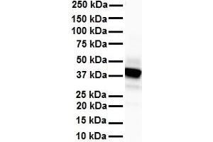 Western Blotting (WB) image for anti-Solute Carrier Family 6 (Neurotransmitter Transporter, Glycine), Member 5 (SLC6A5) (N-Term) antibody (ABIN2781602)