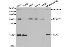 Western blot analysis of extracts of various cell lines, using CDA antibody (ABIN5971047) at 1/1000 dilution. (CDA Antikörper)