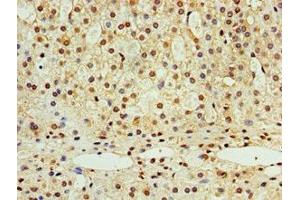 Immunohistochemistry of paraffin-embedded human adrenal gland tissue using ABIN7168991 at dilution of 1:100 (STK32A Antikörper  (AA 1-166))