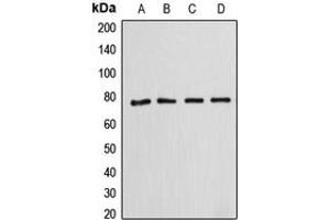 Western blot analysis of Annexin A6 expression in HeLa (A), SP2/0 (B), rat kidney (C), HepG2 (D) whole cell lysates.