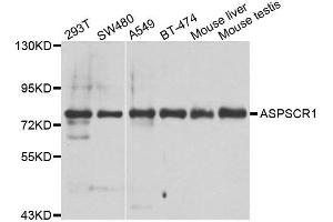Western blot analysis of extracts of various cell lines, using ASPSCR1 antibody. (ASPSCR1 Antikörper)