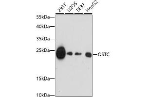 Western blot analysis of extracts of various cell lines, using OSTC antibody (ABIN7269094) at 1:1000 dilution. (OSTC Antikörper  (C-Term))