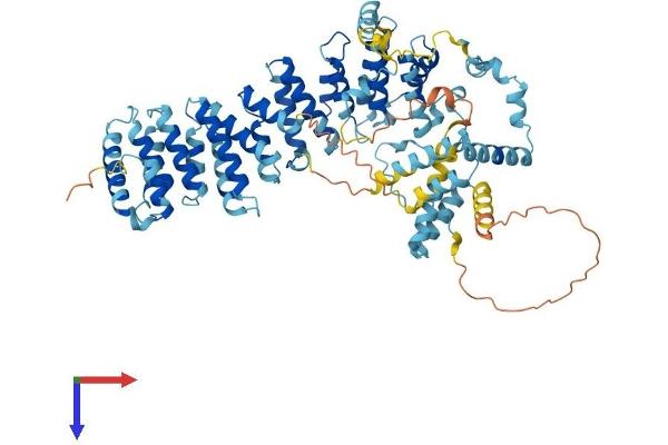 SDAD1 Protein (AA 1-687) (His tag)