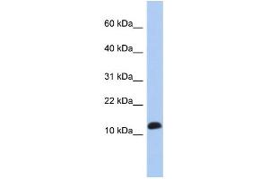 WB Suggested Anti-RPL30 Antibody Titration: 0. (RPL30 Antikörper  (Middle Region))