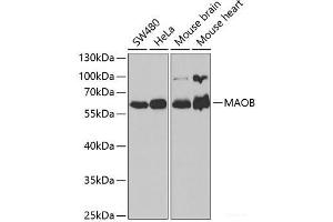 Western blot analysis of extracts of various cell lines using MAOB Polyclonal Antibody at dilution of 1:1000. (Monoamine Oxidase B Antikörper)