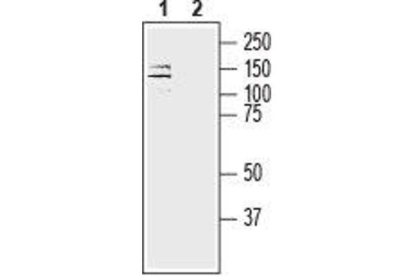 ATP1A3 Antikörper  (Intracellular, N-Term)