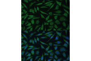 Immunofluorescence analysis of L929 cells using REXO2 Polyclonal Antibody (ABIN7269955) at dilution of 1:100 (40x lens). (REXO2 Antikörper  (AA 26-237))