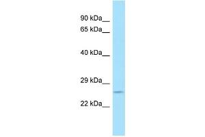 WB Suggested Anti-CD300C Antibody Titration: 1. (CD300c Antikörper  (C-Term))
