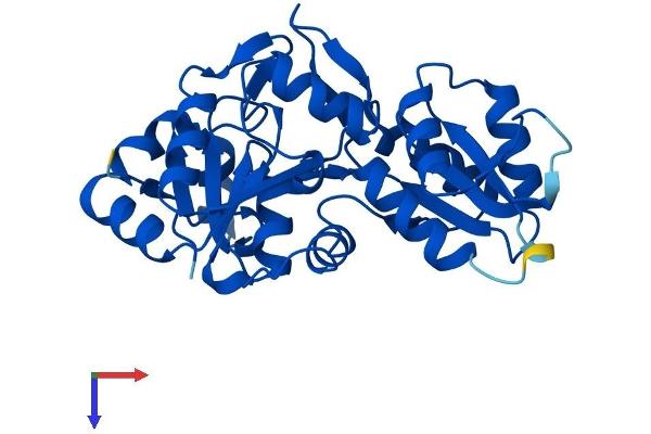 PDXP Protein (AA 1-292) (His tag)