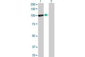Western Blot analysis of ZHX2 expression in transfected 293T cell line by ZHX2 monoclonal antibody (M01A), clone 5E2. (ZHX2 Antikörper  (AA 691-788))