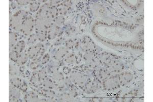 Immunoperoxidase of monoclonal antibody to NFKB1 on formalin-fixed paraffin-embedded human salivary gland. (NFKB1 Antikörper  (AA 860-969))