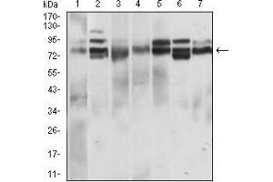 Western Blotting (WB) image for anti-CD22 Molecule (CD22) (AA 621-725) antibody (ABIN1724888)