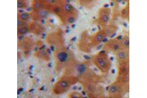 IHC-P analysis of Liver tissue, with DAB staining. (IL17C Antikörper  (AA 7-159))