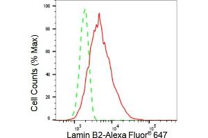 Flow cytometric analysis of Lamin B2 expression in HT- cells using Lamin B2 antibody (ABIN7799233), 1:2,000). (Rekombinanter Lamin B2 Antikörper)