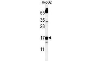 Western blot analysis of TYROBP Antibody (C-term) in HepG2 cell line lysates (35 µg/lane). (TYROBP Antikörper  (C-Term))
