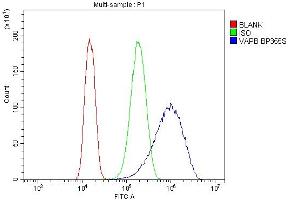 Flow Cytometry analysis of CACO-2 cells using anti-VAPB antibody (ABIN5693292). (VAPB Antikörper  (AA 2-55))