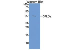 Detection of Recombinant OLFM4, Mouse using Polyclonal Antibody to Olfactomedin 4 (OLFM4) (Olfactomedin 4 Antikörper  (AA 238-500))