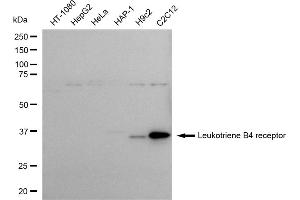 Western blotting analysis using Leukotriene B4 receptor antibody (ABIN7799262).