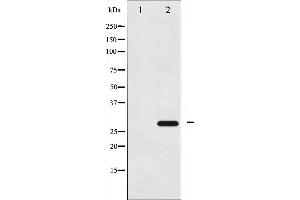Western blot analysis of 14-3-3 zeta phosphorylation expression in UV treated NIH-3T3 whole cell lysates,The lane on the left is treated with the antigen-specific peptide. (14-3-3 zeta Antikörper  (pSer58))