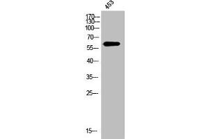 Western Blot analysis of 453 cells using OPN Polyclonal Antibody (Osteopontin Antikörper  (C-Term))