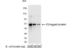 anti-V5 Epitope Tag antibody