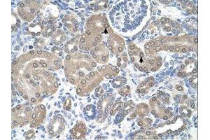 Image no. 1 for anti-Signal Sequence Receptor, alpha (SSR1) (AA 51-100) antibody (ABIN6738165) (SSR1 Antikörper  (AA 51-100))