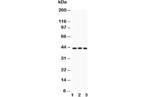 Western blot testing of CREB antibody and Lane 1:  rat thymus;  2: rat brain;  3: human HT1080 lysate (CREB1 Antikörper  (AA 1-177))