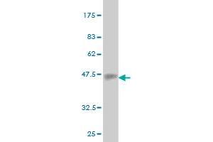 Western Blot detection against Immunogen (37. (EMILIN2 Antikörper  (AA 121-230))