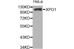 Western blot analysis of extracts of HeLa cell line, using XPO1 antibody. (XPO1 Antikörper)