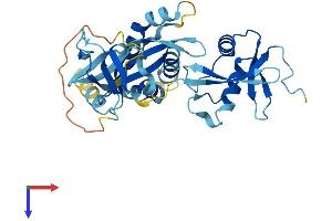NCF4 Protein (AA 1-339) (His tag)
