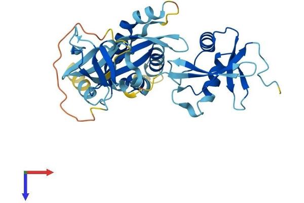 NCF4 Protein (AA 1-339) (His tag)
