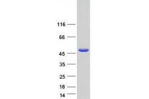 Western Blotting (WB) image for Ring Finger Protein 135 (RNF135) (Transcript Variant 1) protein (Myc-DYKDDDDK Tag) (ABIN2731018)